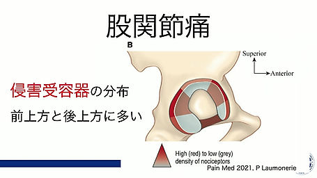 股関節の診察法